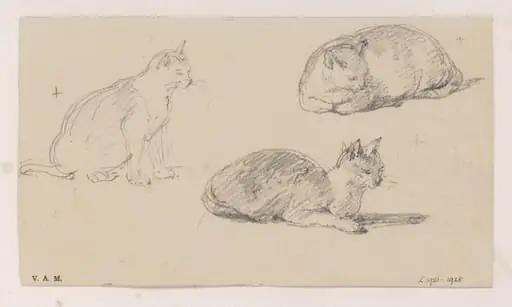 Three drawings of a cat