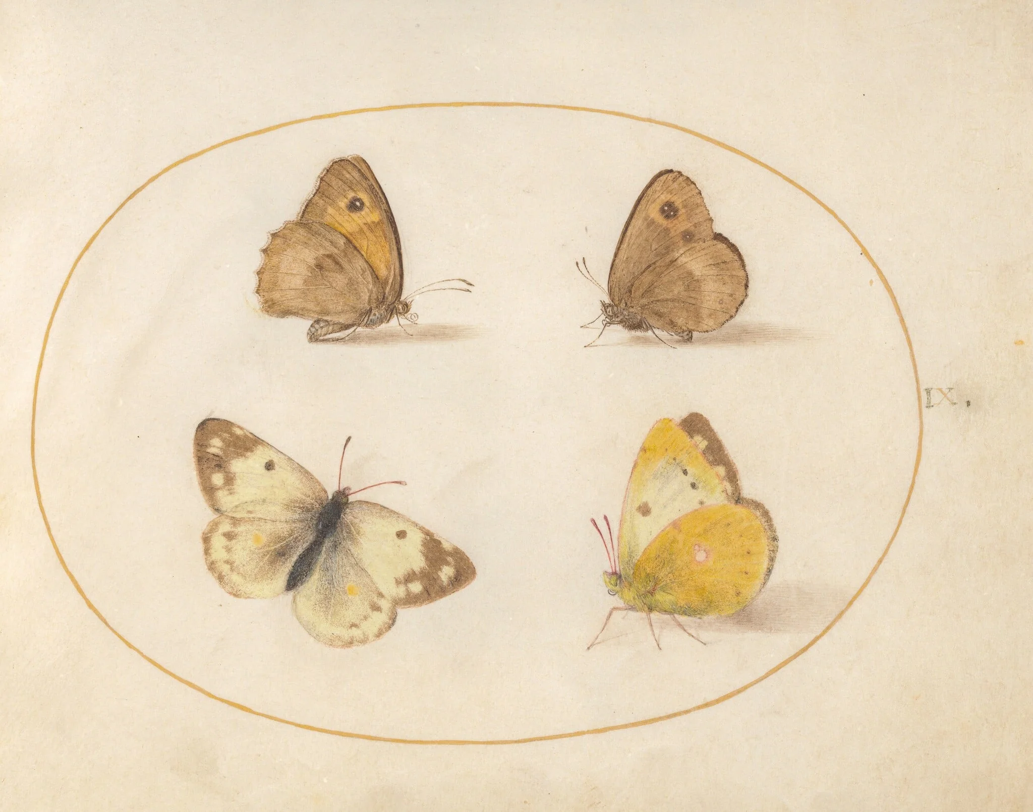Plate 9: Meadow Brown, Gatekeeper, Clouded Yellow, and Bath White Butterflies, by Joris Hoefnagel, gouache, 1594