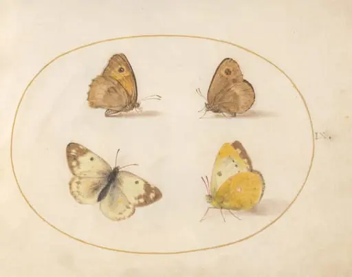 Plate 9: Meadow Brown, Gatekeeper, Clouded Yellow, and Bath White Butterflies