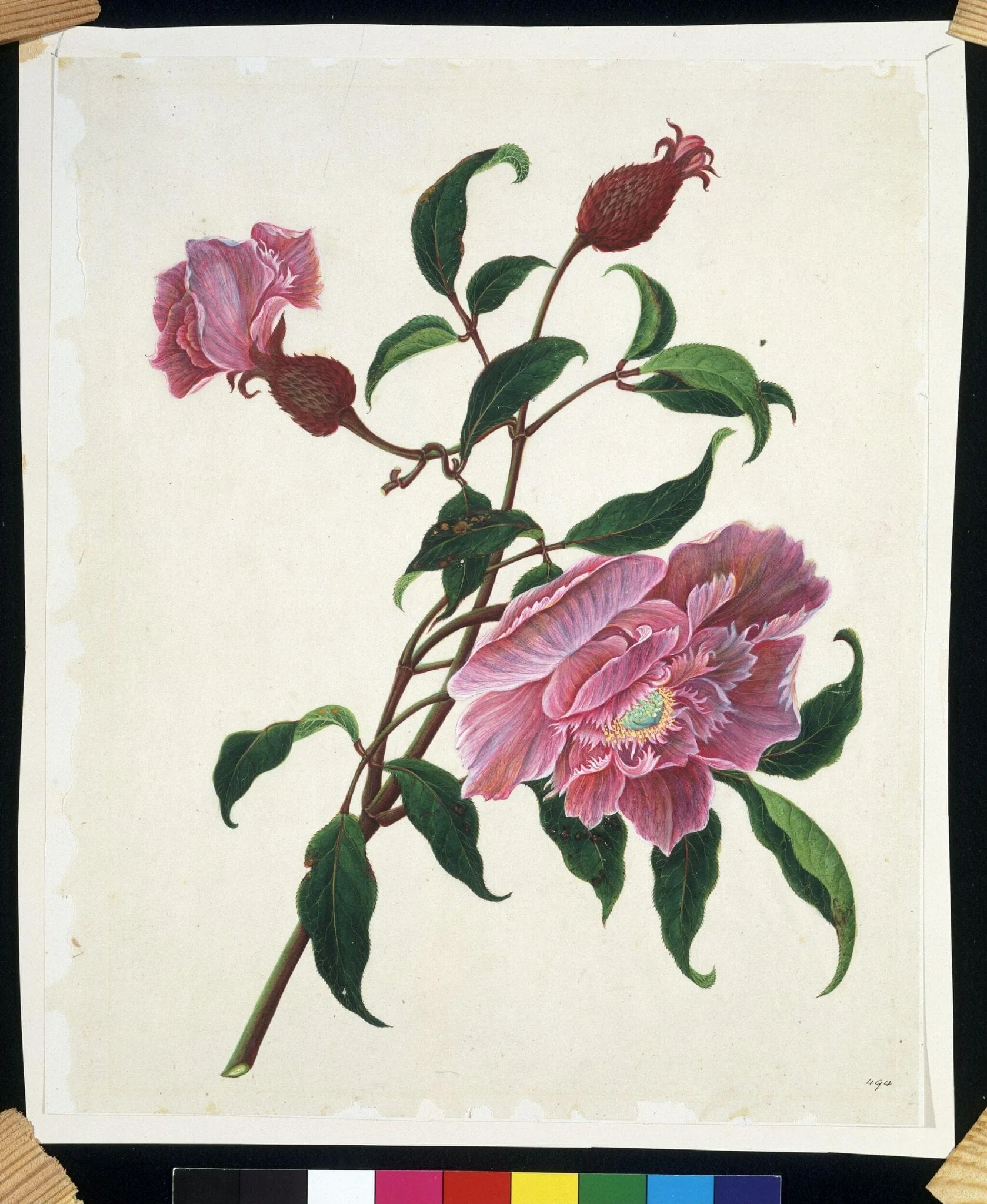 Chinese rose