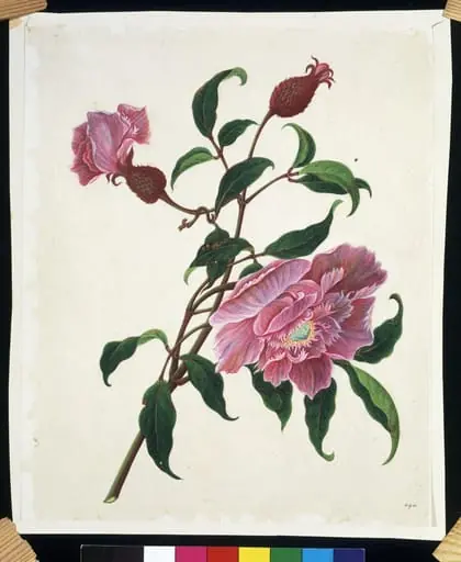 Chinese rose