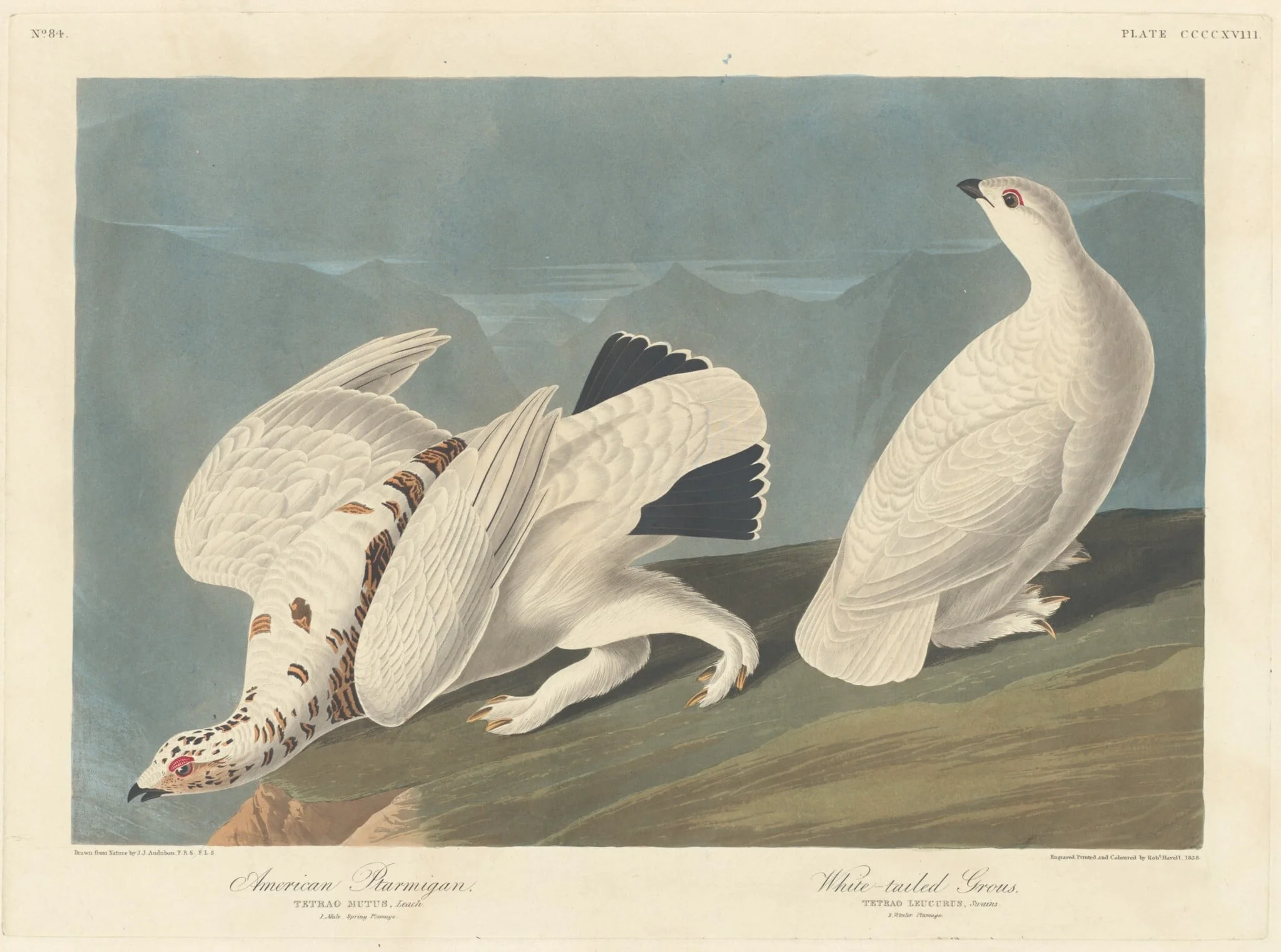 American Ptarmigan and White-tailed Grous, by Robert Havell Jr., ink, 1838