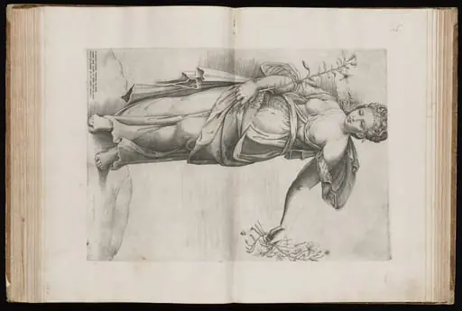 Flora