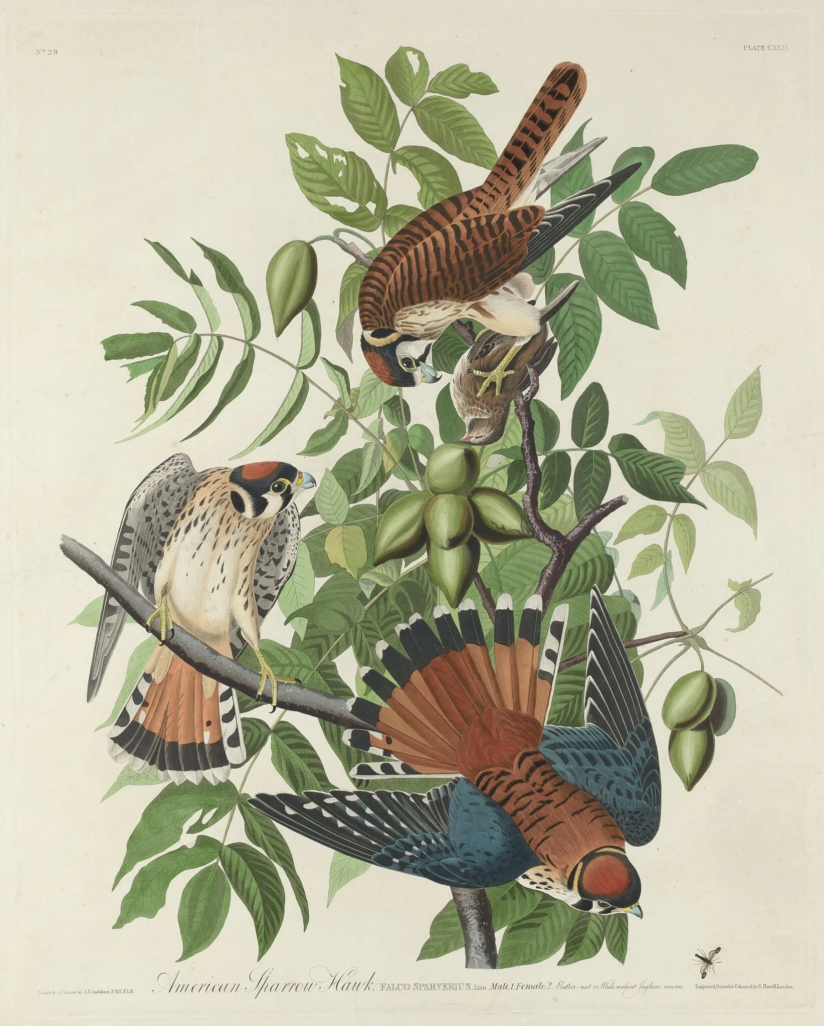 American Sparrow Hawk, by Robert Havell Jr., ink, 1832