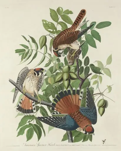 American Sparrow Hawk