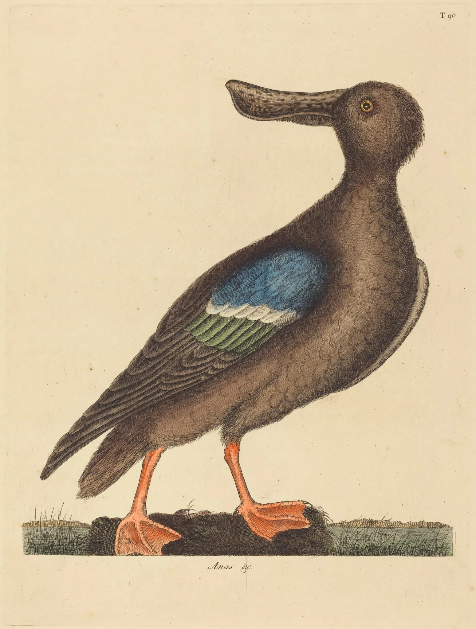 The Blue Winged Shoveler (Anas clypeata foemina), by Mark Catesby, ink, 1737