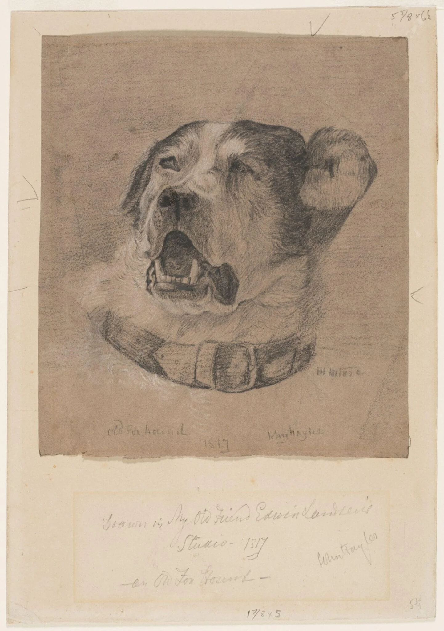Drawing of a foxhound