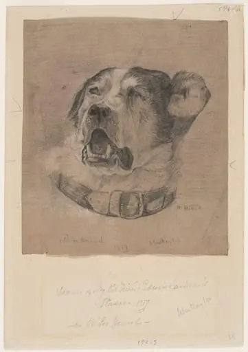 Drawing of a foxhound