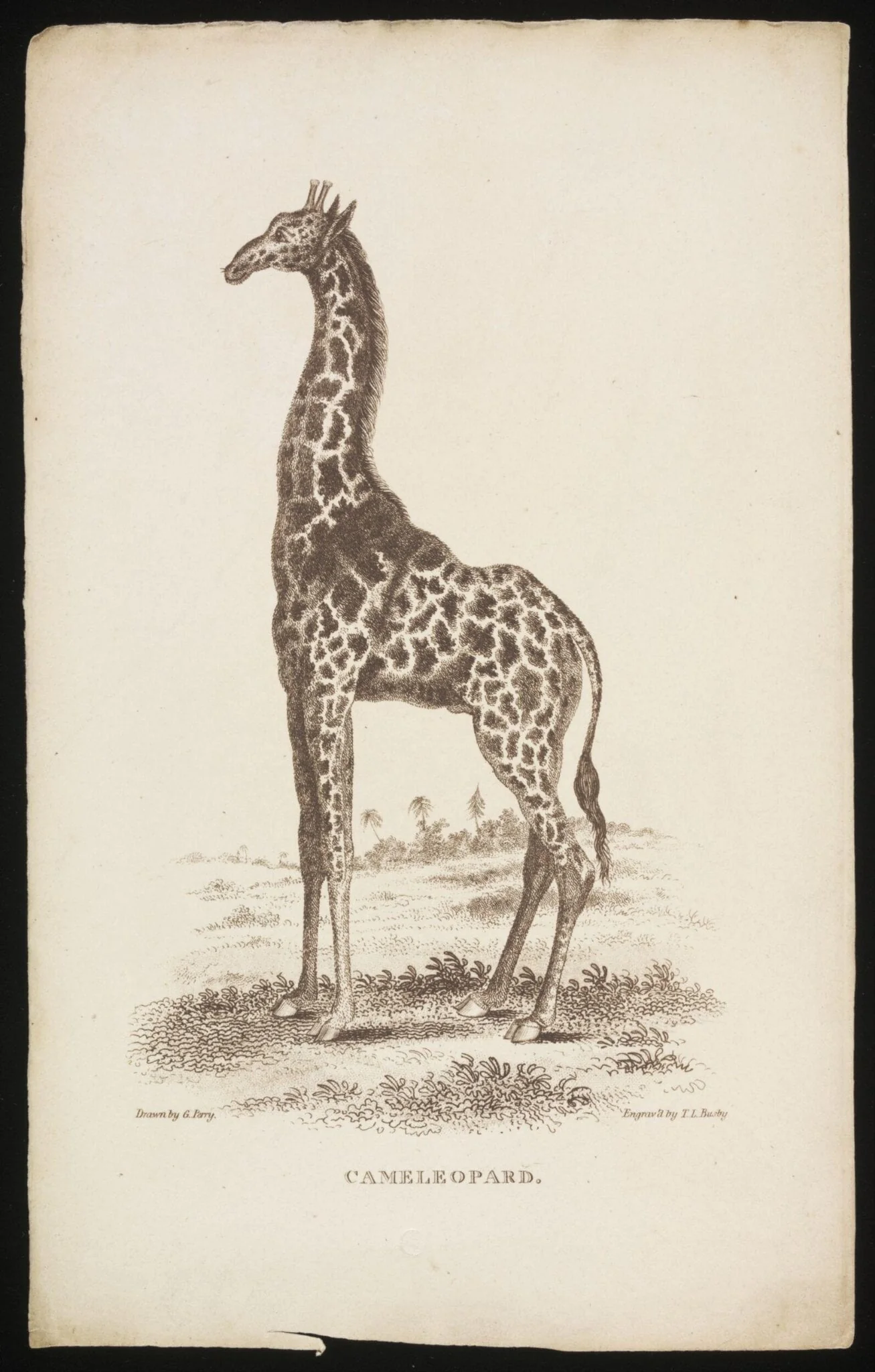 CAMELEOPARD.