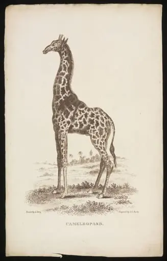 CAMELEOPARD.
