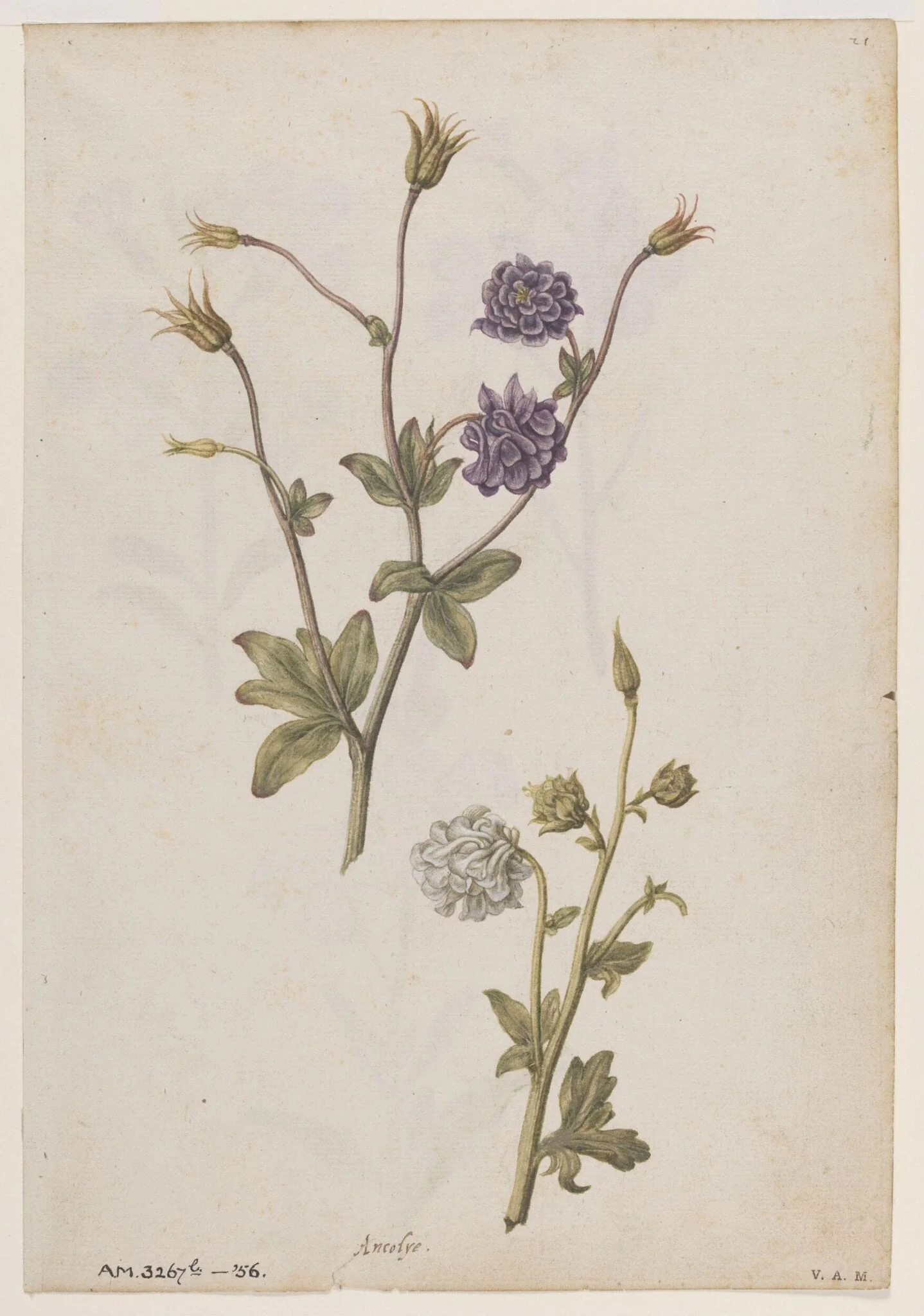 Columbine; Gilliflower, by Jacques Le Moyne de Morgues, watercolor, 1568