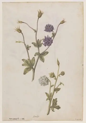 Columbine; Gilliflower