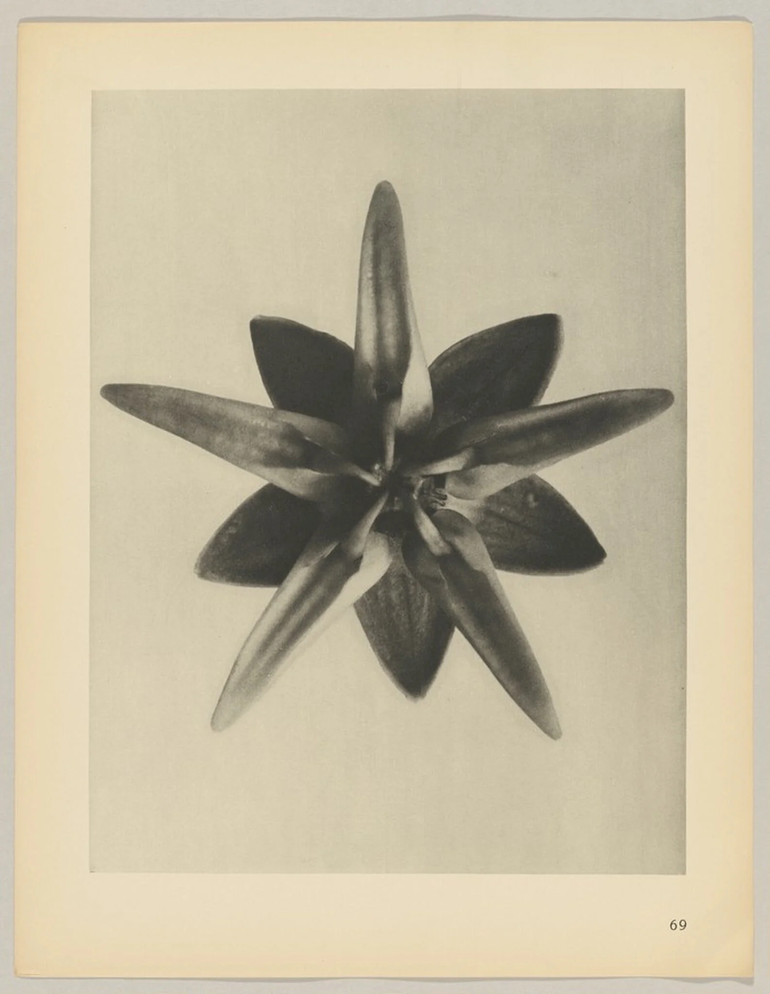 Asclepias speciosa