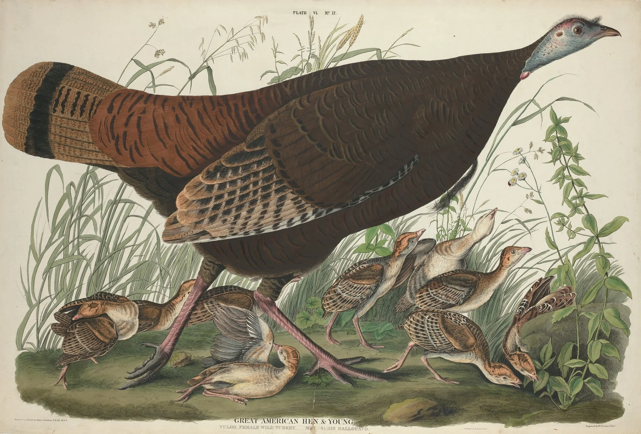 Great American Hen and Young, by William Home Lizars, ink, 1827