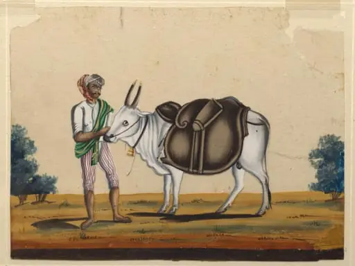 A bullock carrying a leather mussack with a driver