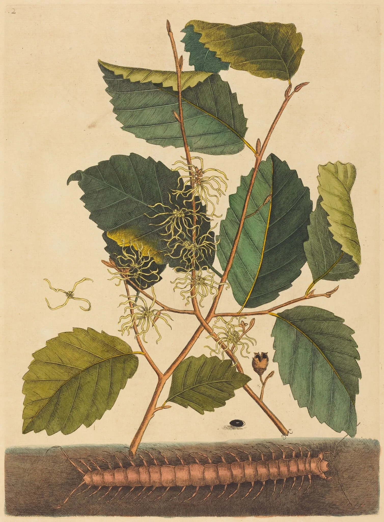 Centipede (Scolopendra morsitans), by Mark Catesby, ink, 1737