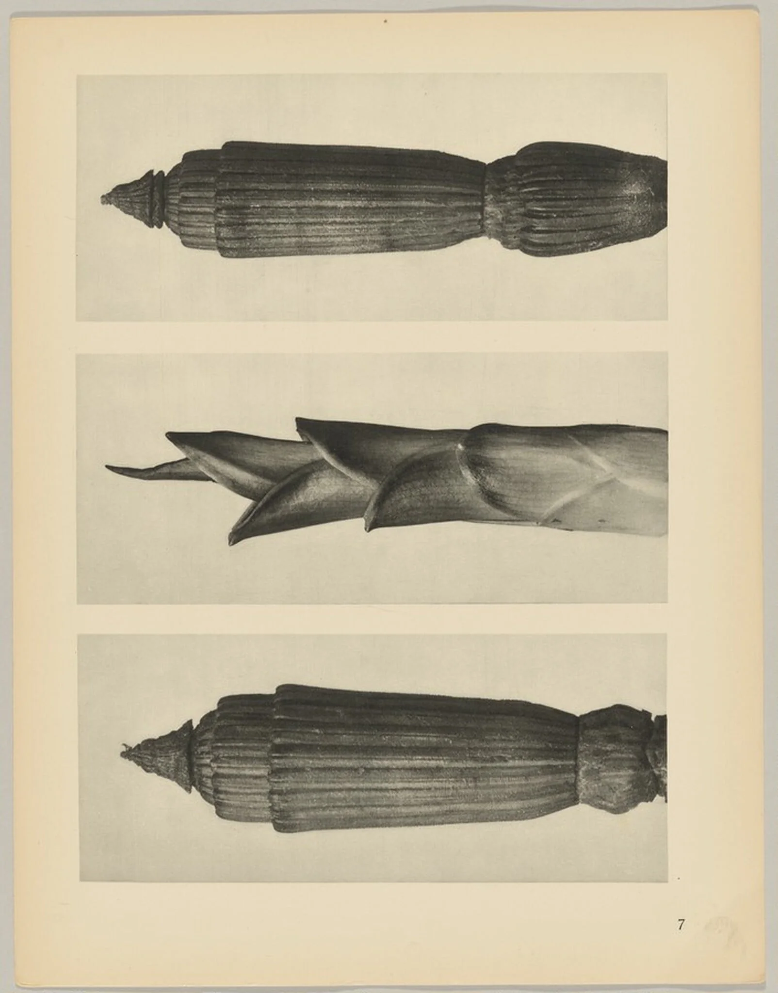 a Equisetum hiemale; b Hosta japonica; c Equisetum hiemale