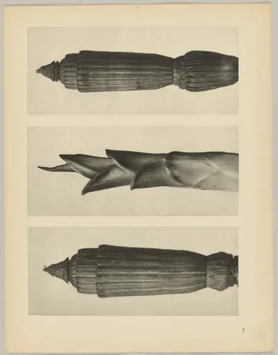 a Equisetum hiemale; b Hosta japonica; c Equisetum hiemale