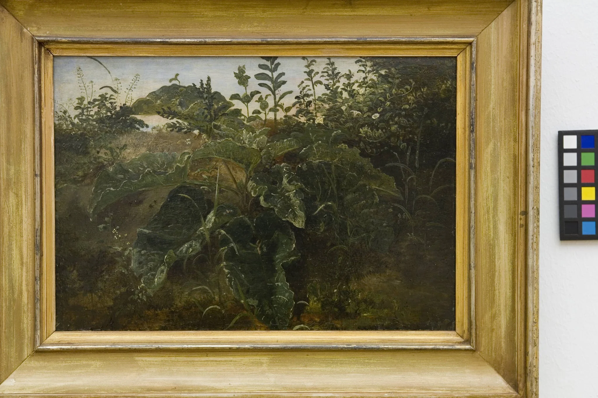 Foreground Study with Dock Leaves, by Unknown, 1850