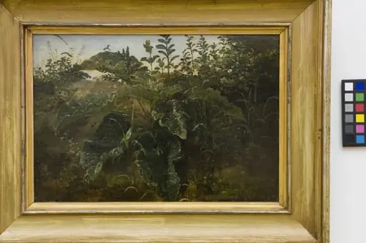 Foreground Study with Dock Leaves