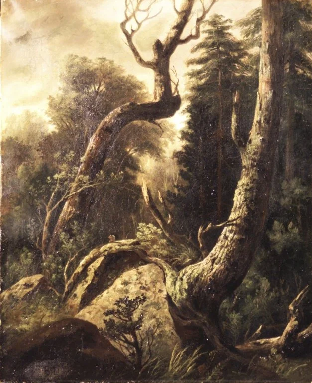 Forest Landscape