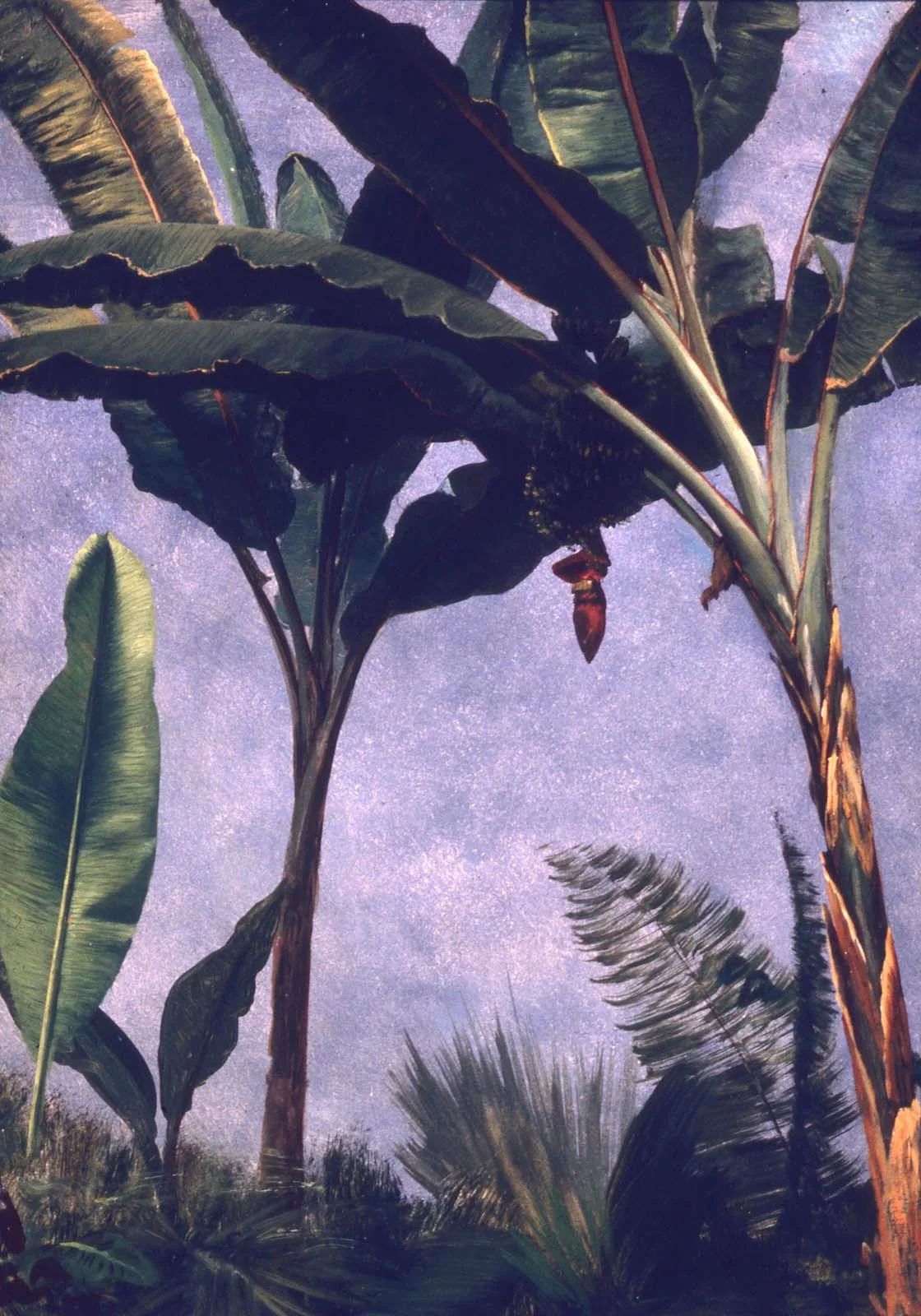 Banana Trees, by Albert Bierstadt, unspecified