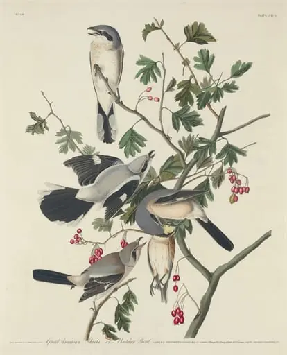 Great American Shrike or Butcher Bird