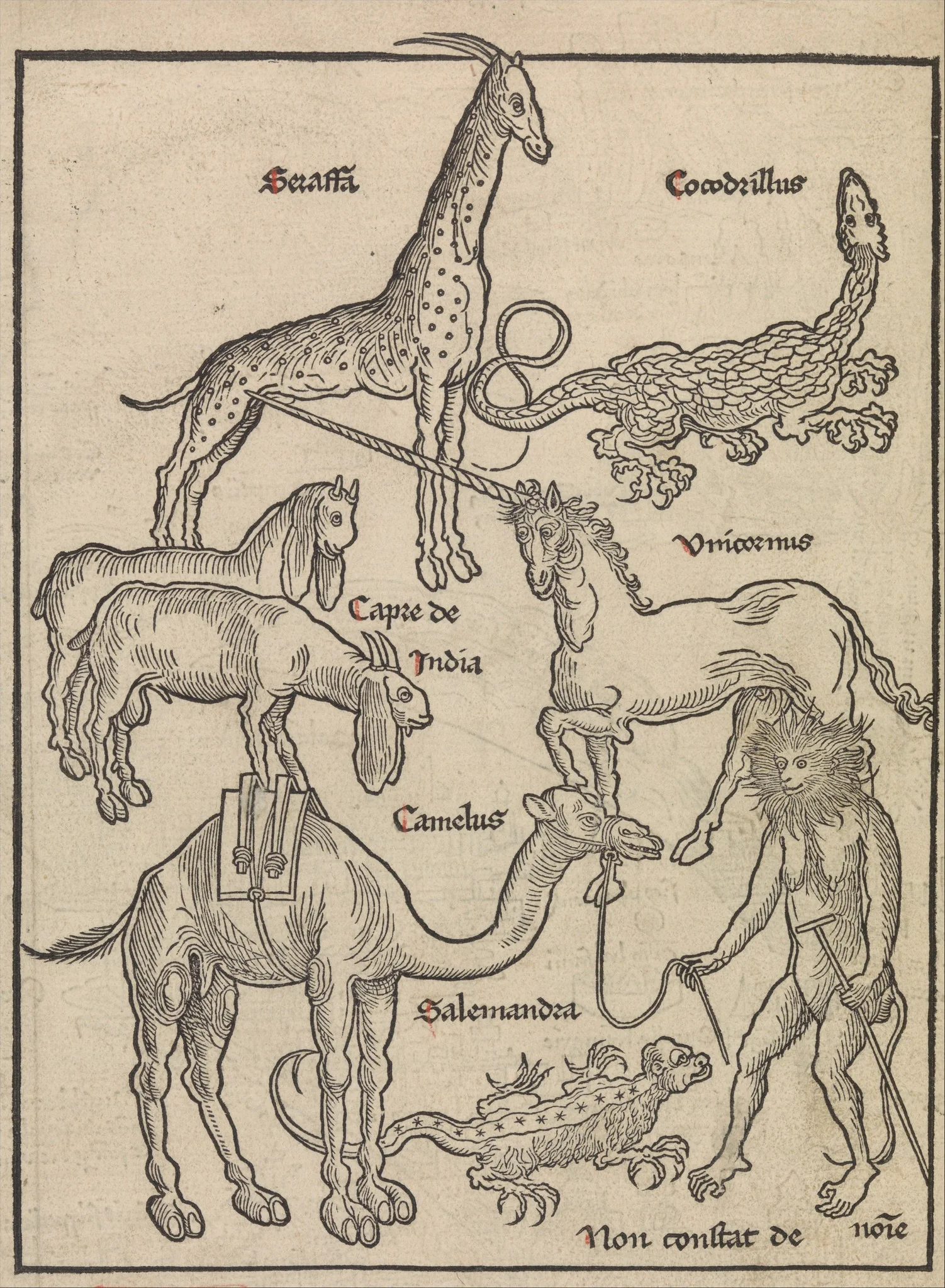 Animals of the Holy Land, by Erhard Reuwich, unspecified, 1494