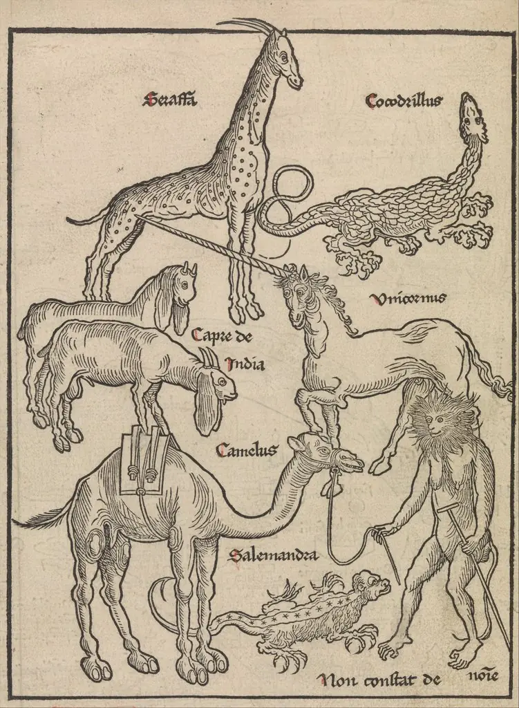 Animals of the Holy Land