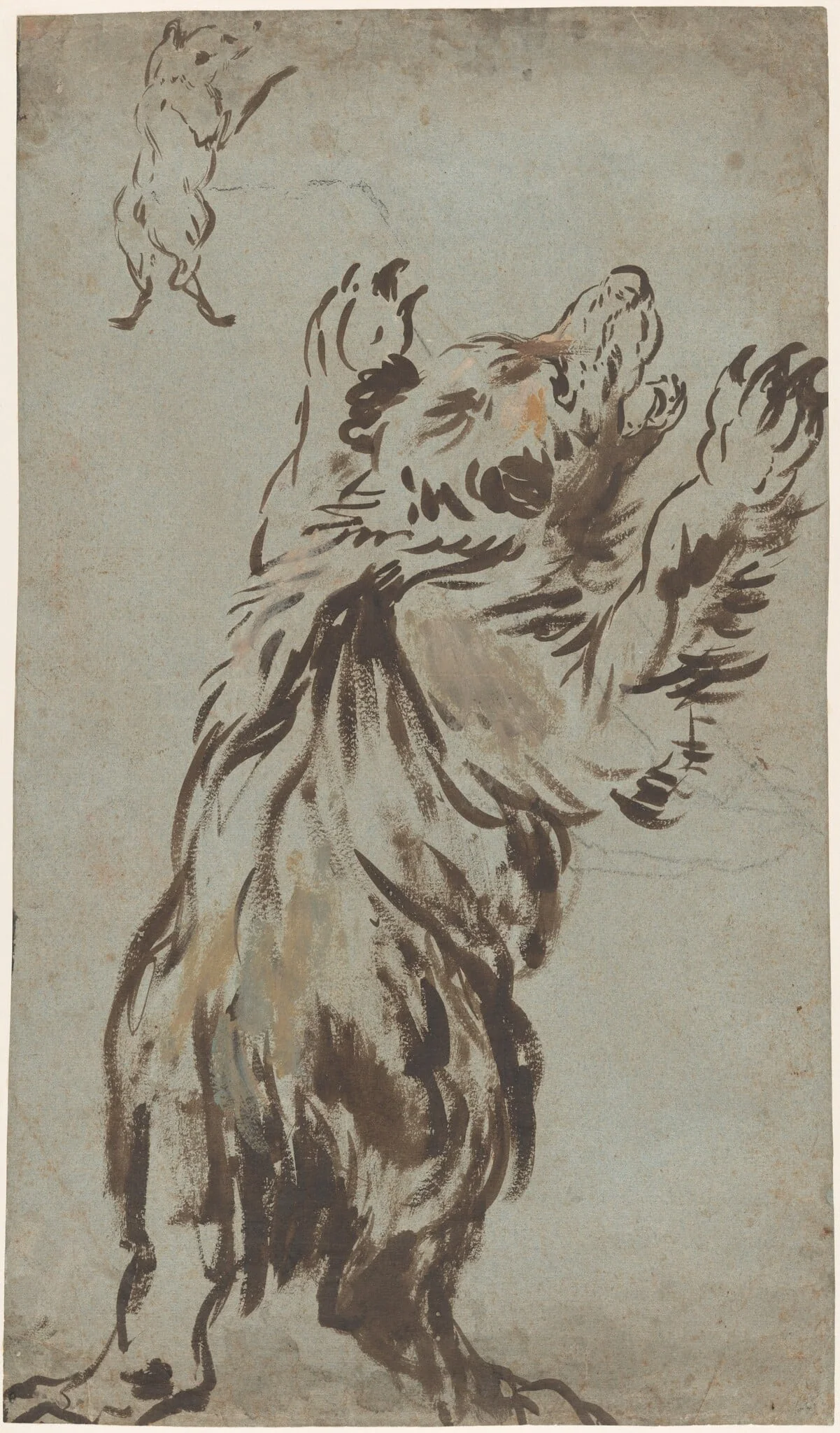Studies of a Bear, by Leonard Bramer, chalk, 1624