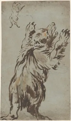 Studies of a Bear