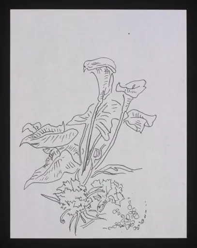 Drawing