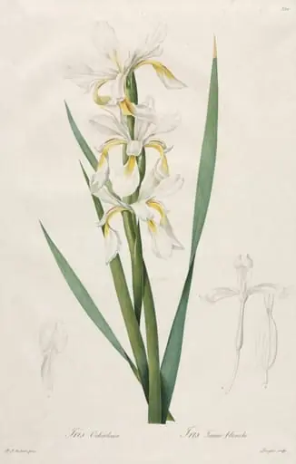 Gold-banded Iris