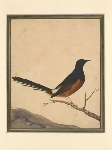 A bird on a branch