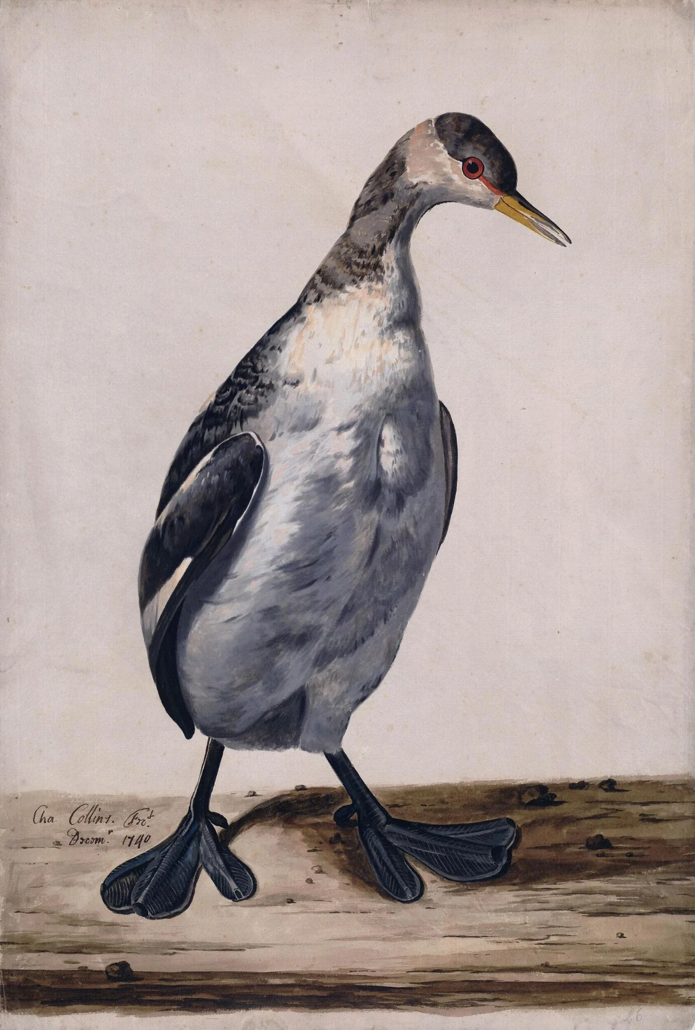 A Great Crested Grebe, by Charles Collins, watercolor, 1740
