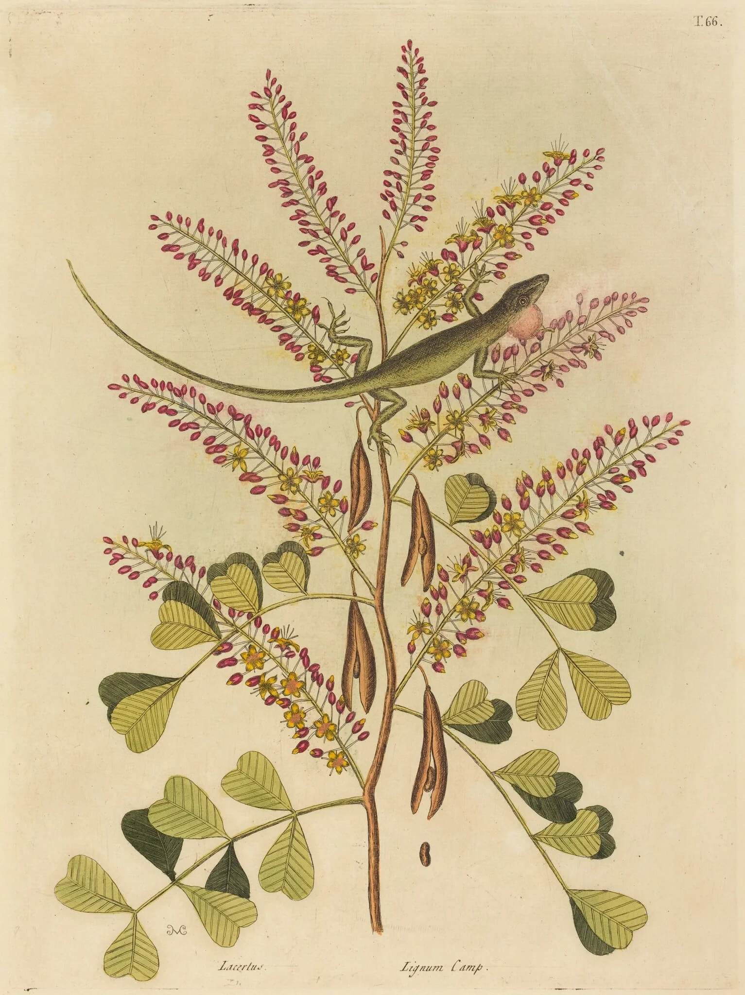 The Green Lizard of Jamaica (Lacerta bullaris), by Mark Catesby, ink, 1737