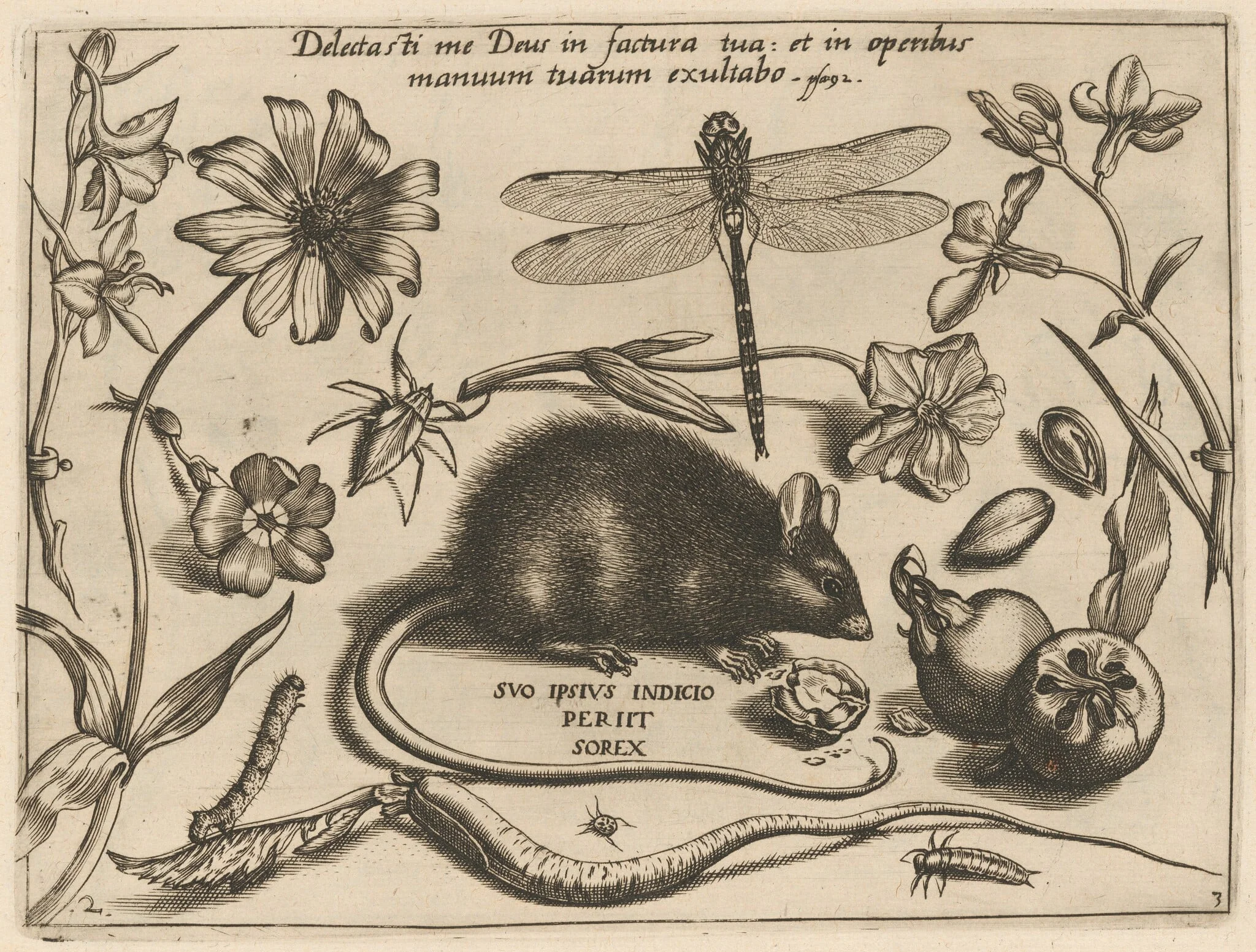 Archetypa studiaque patris Georgii Hoefnagelii [Part 3, Plate 2], by Jacob Hoefnagel, ink, 1592