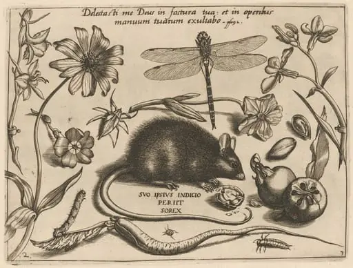 Archetypa studiaque patris Georgii Hoefnagelii [Part 3, Plate 2]