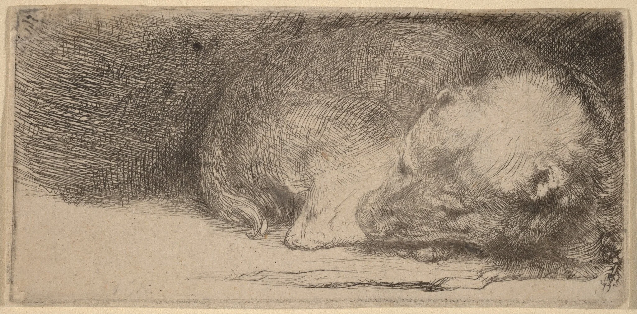 Sleeping Puppy