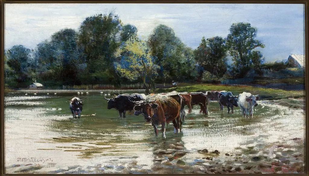 Cows wading in the river