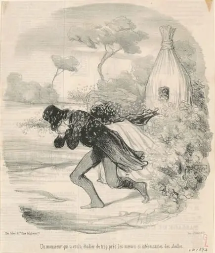 Un monsieur qui voulu étudier ... les moeurs ... des abeilles