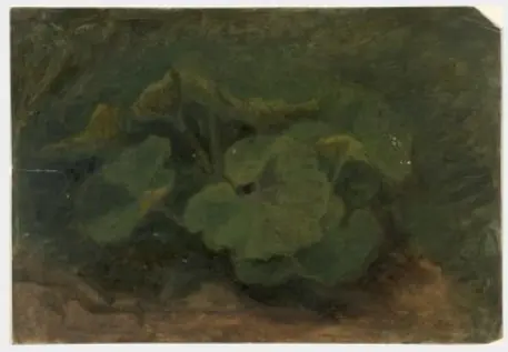 Plants