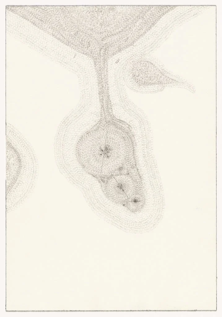 Untitled, by John Morris, ink, 1996
