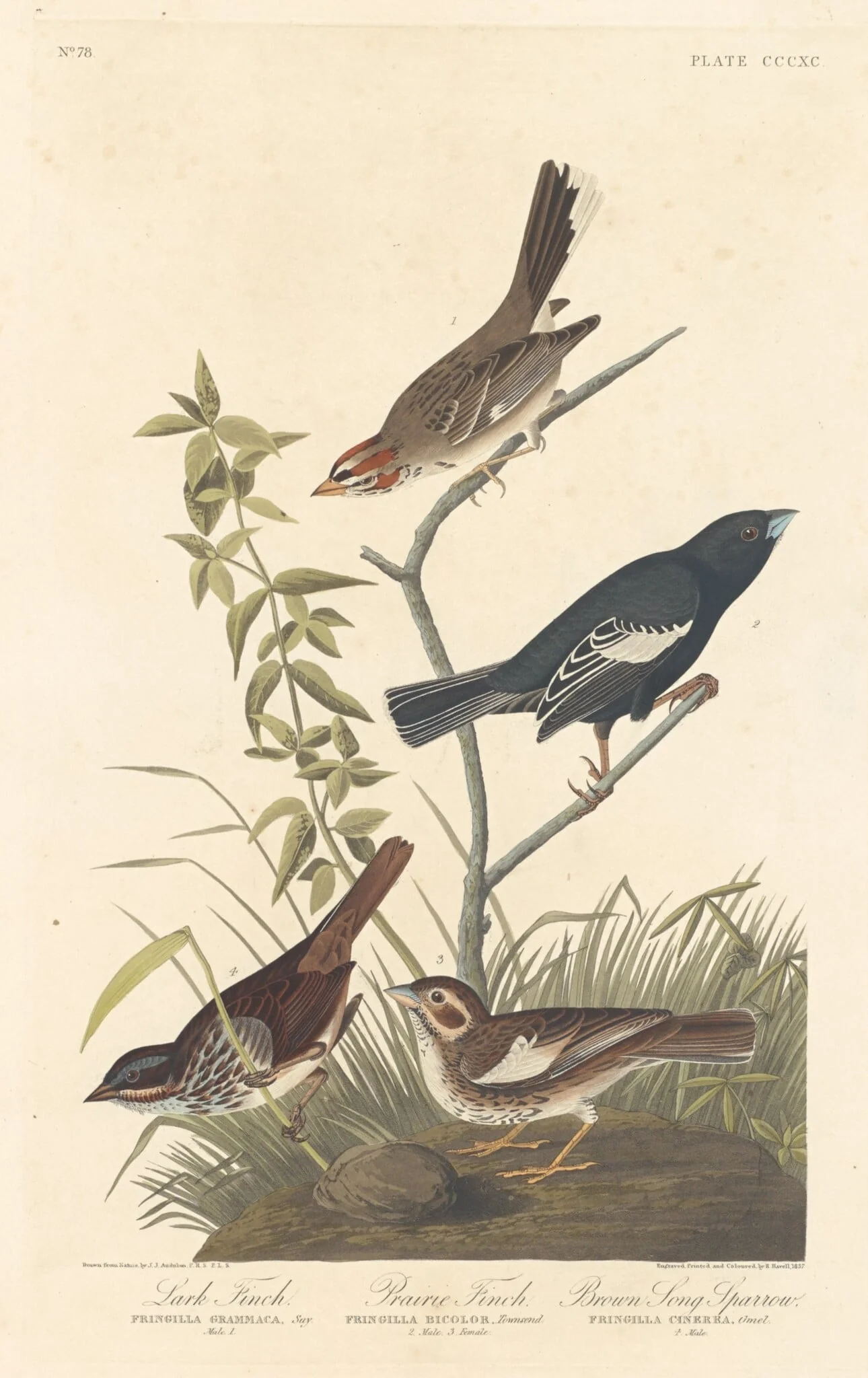 Lark Finch, Prairie Finch and Brown Song Sparrow, by Robert Havell Jr., ink, 1837