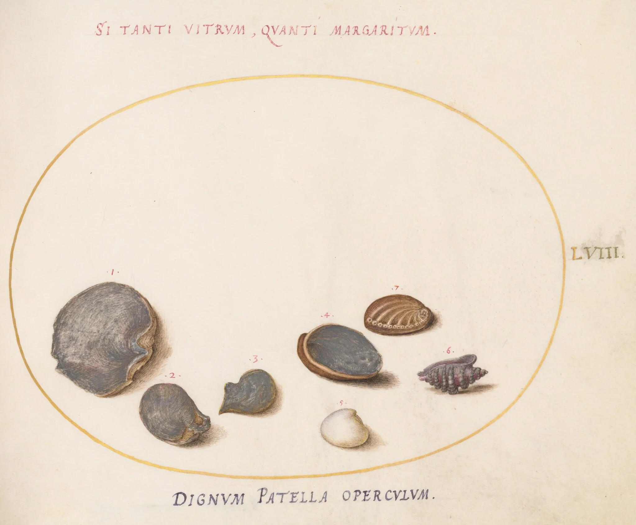 Plate 58: Shells, including Abalone(?), by Joris Hoefnagel, gouache, 1594