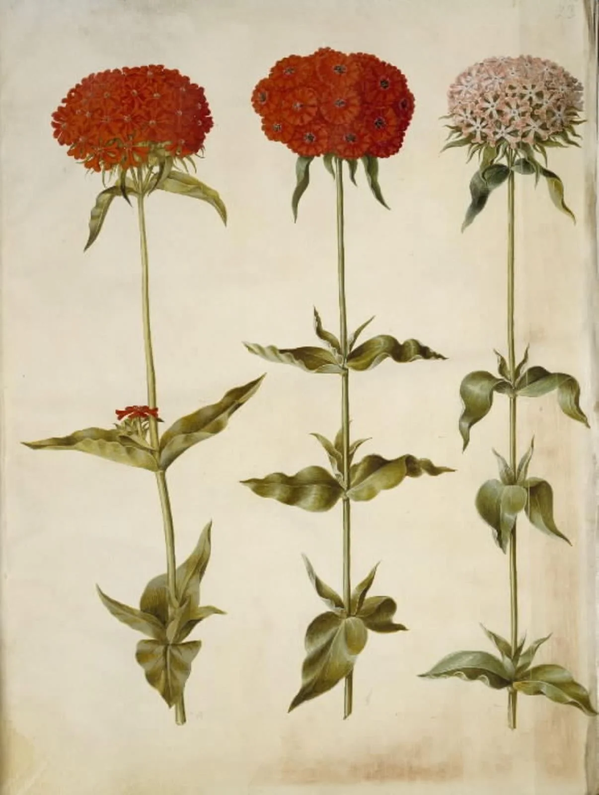 Silene chalcedonica (brændende kærlighed), by Unknown, unspecified, 1654