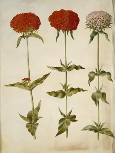 Silene chalcedonica (brændende kærlighed)