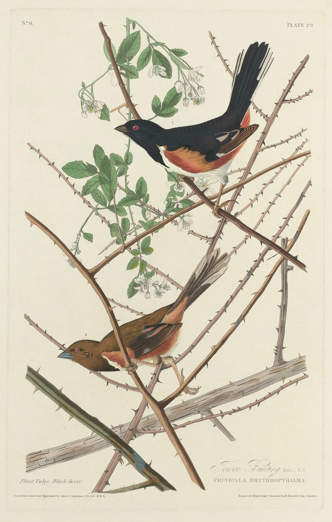 Towee Bunting, by Robert Havell Jr., ink, 1828