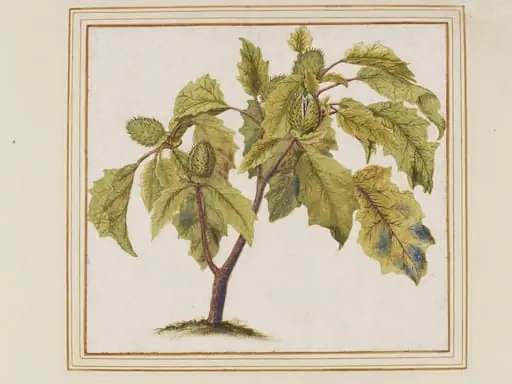 Thorn apple