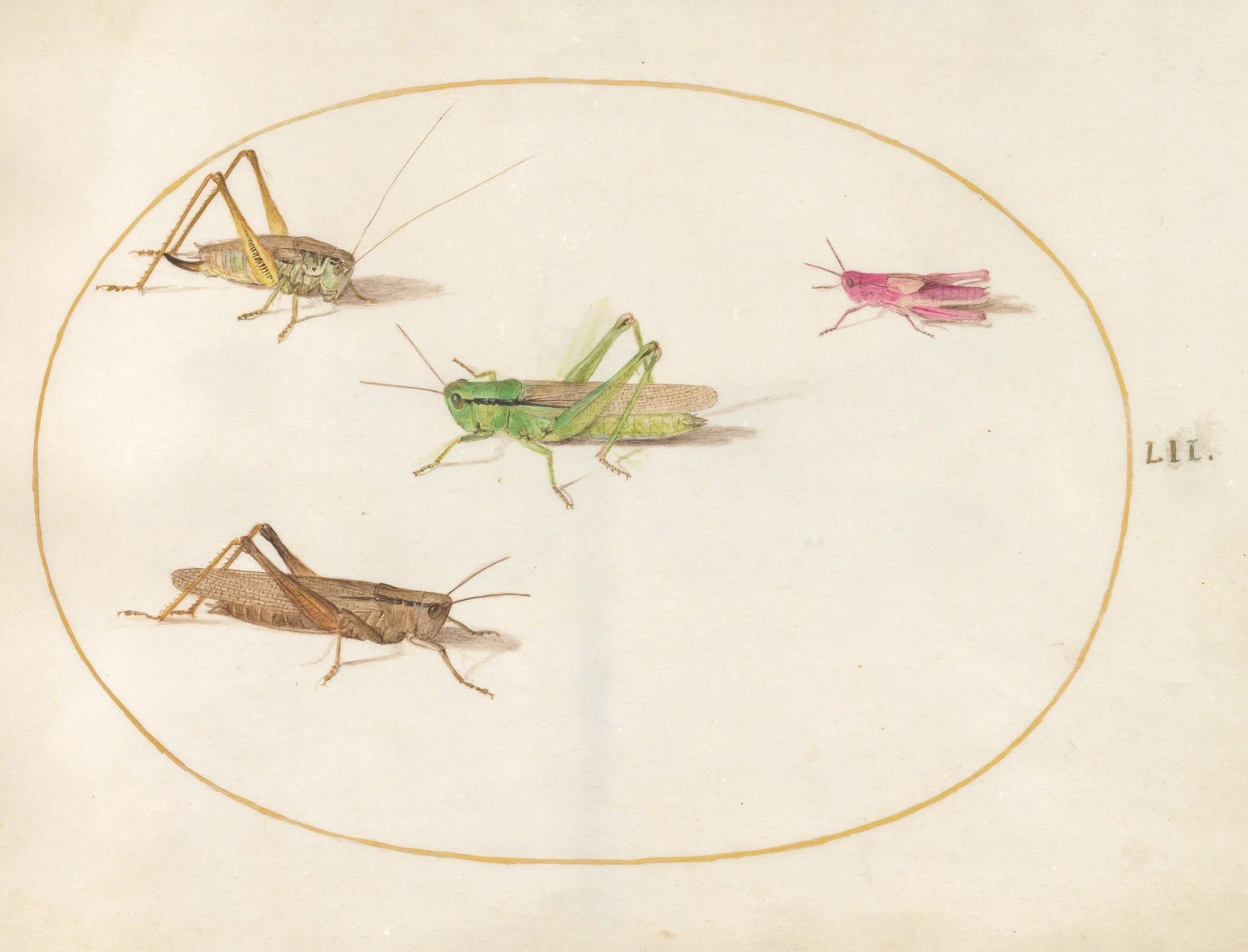 Plate 52: Four Grasshoppers, by Joris Hoefnagel, gouache, 1594